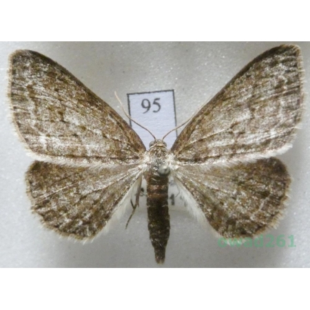Ectropis crepuscularia (Denis & Schiffermüller, 1775) Czech95